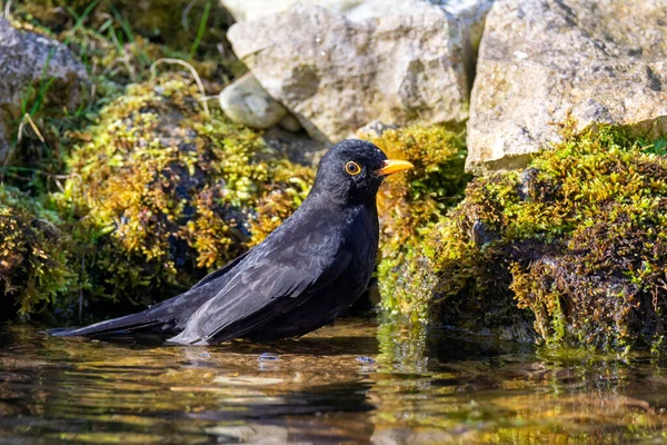 Gros Plan Merle Mâle Prenant Bain Dans Étang — Photo