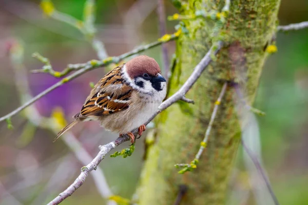 Closeup Sparrow Bird Sitting Brach Tree — Stock Photo, Image