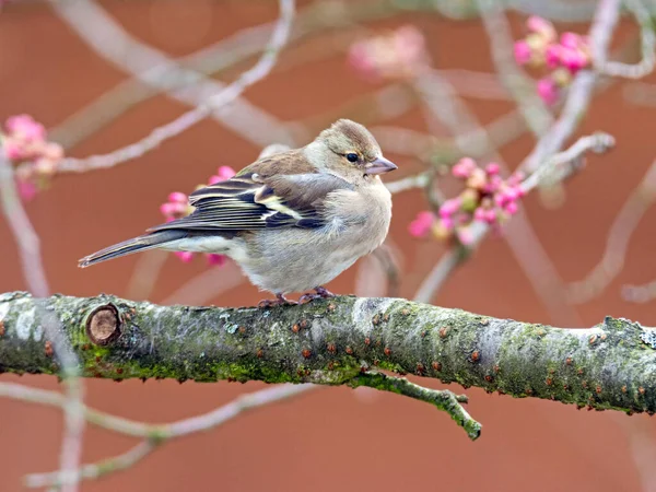 Weiblicher Buchfink Fringilla Coelebs Sitzt Auf Dem Zweig Eines Baumes — Stockfoto