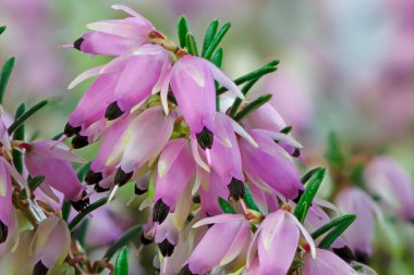 Çiçek açan bir kenevir bitkisinin makro çiçekleri (Erica Carnea)