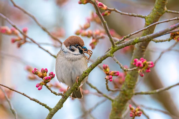 巣のための材料を収集するユーロアジアの木の雀の閉鎖 — ストック写真