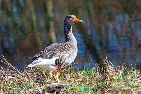 Greylag Goose Anser Anser Берегу Моря — стоковое фото