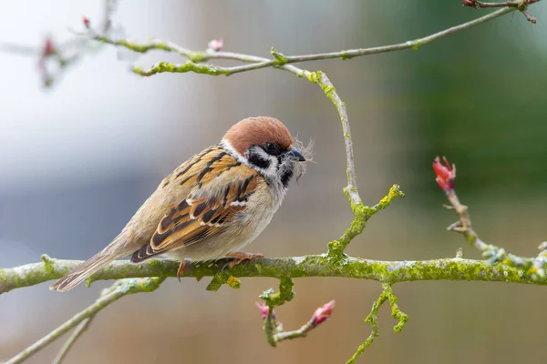 Closeup Eurasian Tree Sparrow Collecting Material Its Nest — Stock Photo, Image