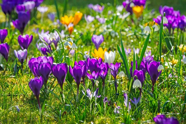 様々なクロッカスの花と春の牧草地を開花 — ストック写真