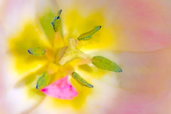 Detail Tulipánového Květu Mělkou Hloubkou Pole — Stock fotografie