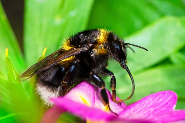 Macro Northern White Tailed Bumblebee Bombus Magnus — Stock Photo, Image