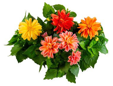 İzole edilmiş yıldız çiçeği çiçeklerinin yakın çekimi