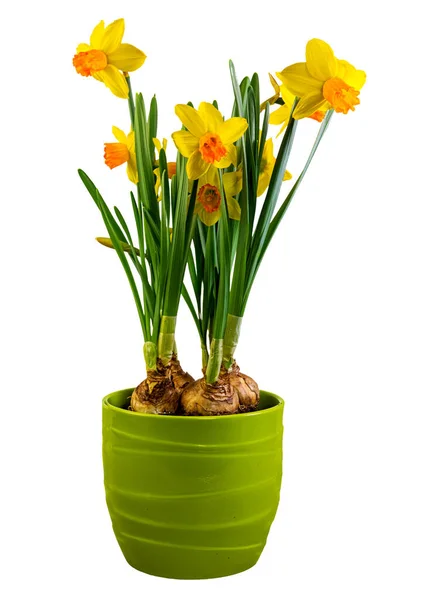 Makro Einer Isolierten Gelben Narzissenblüte — Stockfoto