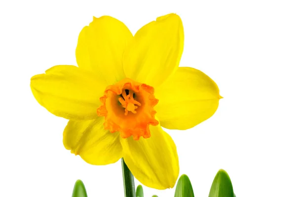 Macro Uma Flor Isolada Narciso Amarelo — Fotografia de Stock
