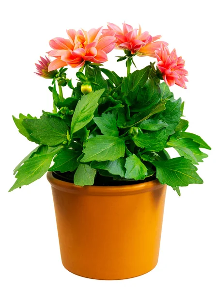 Closeup Isolated Potted Dahlia Flower — Stock Photo, Image