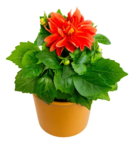 Closeup Isolated Potted Dahlia Flower — Stock Photo, Image