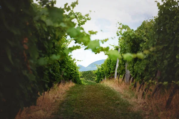 Narrow path through vineyard