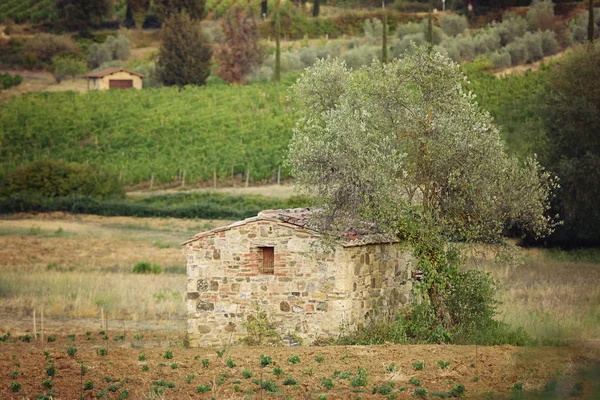 Edifícios e árvores no campo — Fotografia de Stock