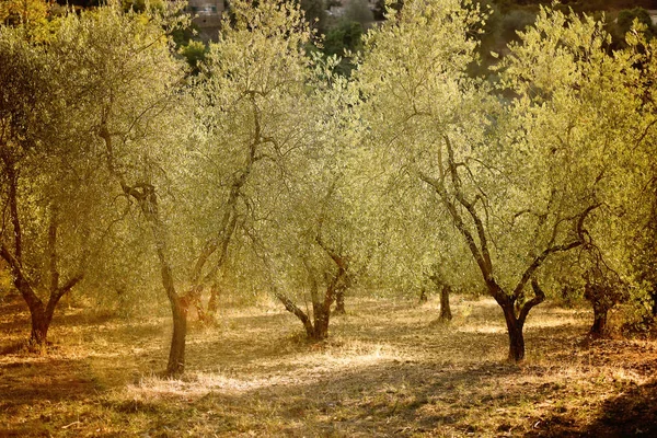 Оливковые деревья растут в жарком климате Стоковое Изображение