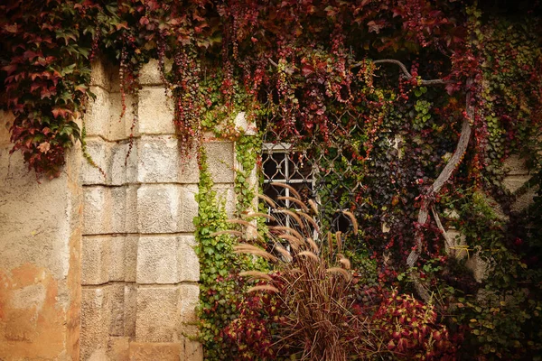 Hiedra en la pared del edificio viejo — Foto de Stock