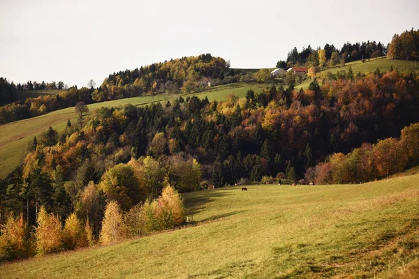 Paisagem Outono Pohorje Eslovênia — Fotografia de Stock