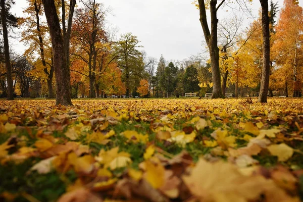 秋天公园的地面上有树叶 马里博尔 斯洛文尼亚 — 图库照片
