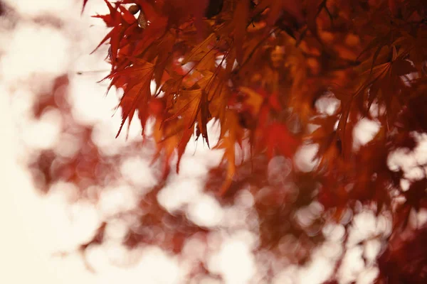 Mooie Bladeren Herfst Park Natuur — Stockfoto