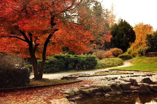 Όμορφα Δέντρα Στο Πάρκο Φθινόπωρο Μάριμπορ Σλοβενία — Φωτογραφία Αρχείου