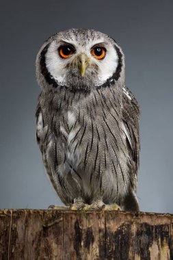 Kuzey başlıklı baykuş Ptilopsis leucotis stüdyo portre