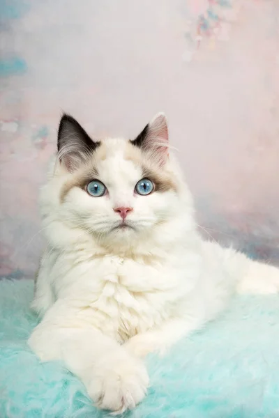 Симпатичный котенок в цветущем фоне — стоковое фото