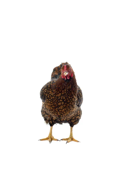 Wyandotte bantam Pollo dorato allacciato su fondo bianco — Foto Stock