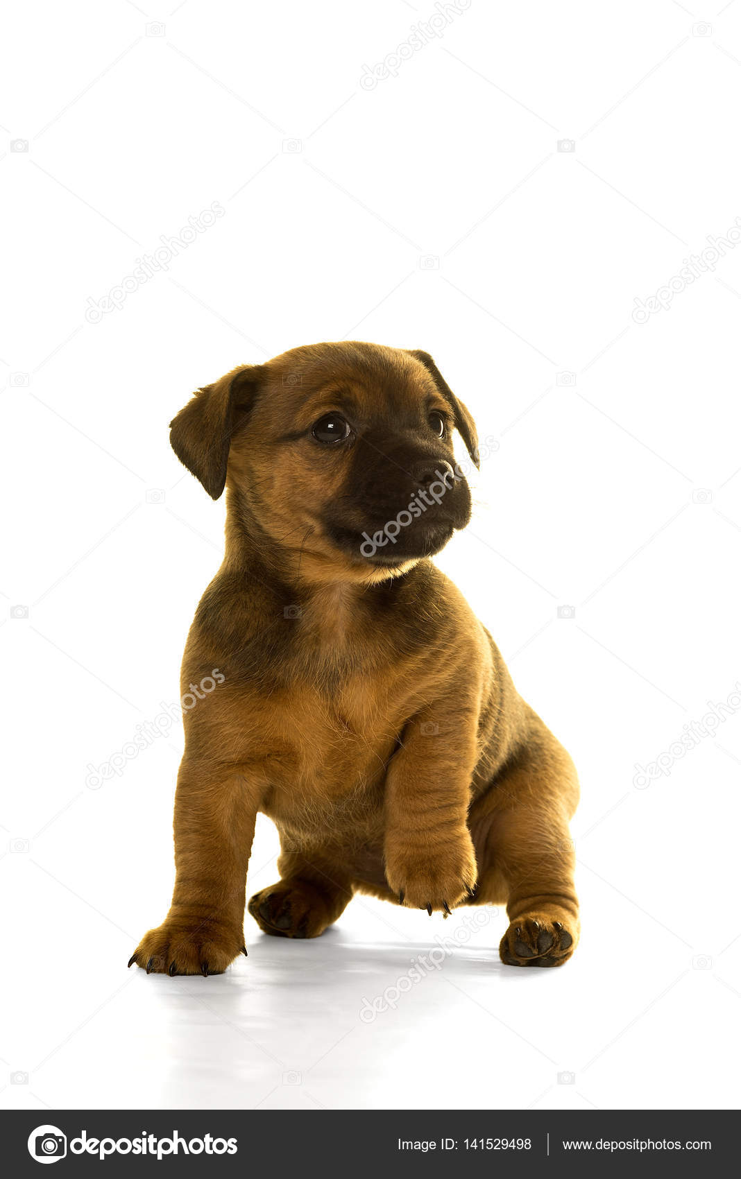 Jack Russel Pup Geisoleerd In Wit Stockfoto C Leoniekvandervliet