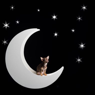 Ay yıldızlı arka planda, az çok renkli chihuahua