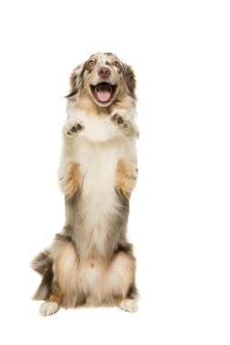 Beyaz arka planda Avustralya çoban köpeği