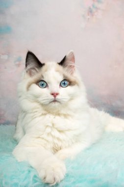 Çiçekli arka plan de şirin ragdoll kedi