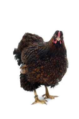 Wyandotte tavuk altın izole beyaz arka plan bağcıklı