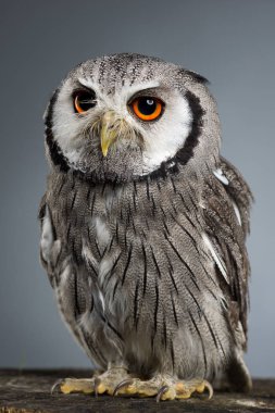 Kuzey başlıklı baykuş Ptilopsis leucotis stüdyo portre