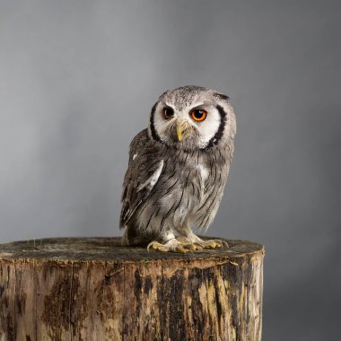 Kuzey başlıklı baykuş Ptilopsis leucotis stüdyo portre