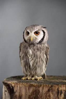 Kuzey başlıklı baykuş Ptilopsis leucotis stüdyo portre