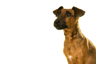 Beyaz izole kahverengi kahverengi Jack Russel portre