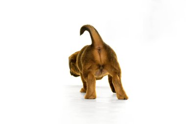 Beyaz izole Jack Russel köpek yavrusu