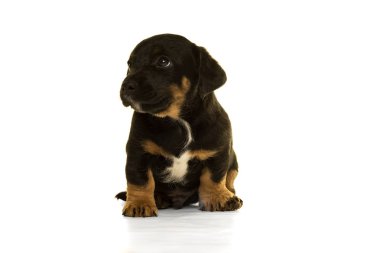 Beyaz izole Jack Russel köpek yavrusu