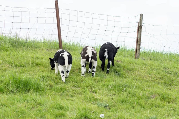 Owce, 3 baranków, wypas na holenderski grobli w lecie — Zdjęcie stockowe