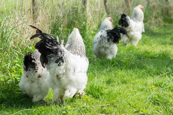 Szabad tartású Brahma csirke, tyúkok és kakasok, a kertben — Stock Fotó
