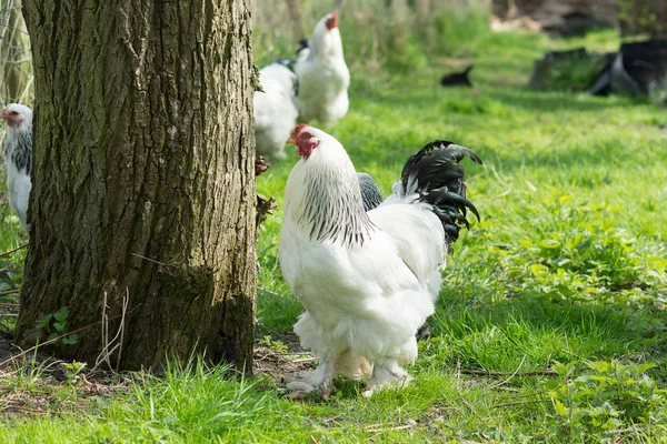 Szabad tartású Brahma csirke, tyúkok és kakasok, a kertben — Stock Fotó
