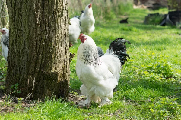 Ücretsiz aralığı Brahma tavuk, tavuk ve horozlar, bir Bahçe