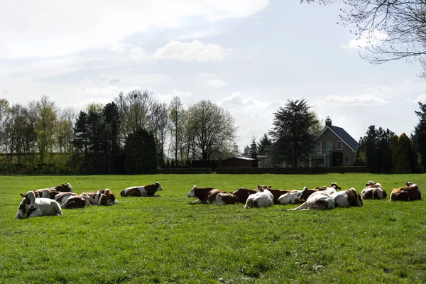 Grupa biało -czerwone krowy, leżąc na łące w pobliżu farm — Zdjęcie stockowe