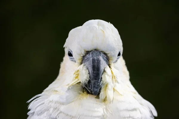 Retrato de cacatua de crista amarela — Fotografia de Stock