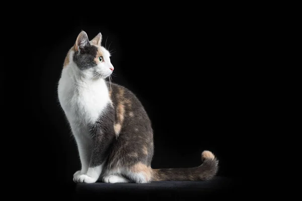 Europeu Shorthair gato sentado em fundo preto olhando para trás — Fotografia de Stock