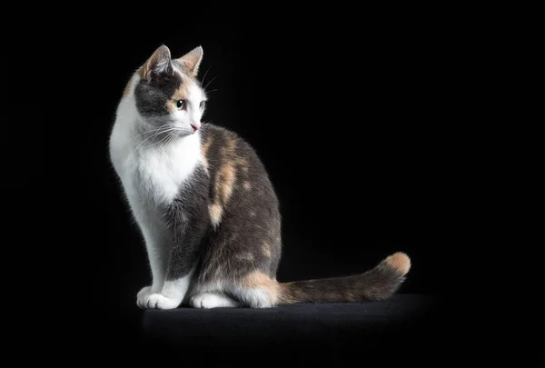 Europeu Shorthair gato sentado em fundo preto — Fotografia de Stock