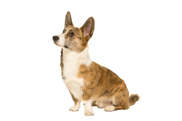 Rüde Cardigan Corgi isoliert in weiß — Stockfoto