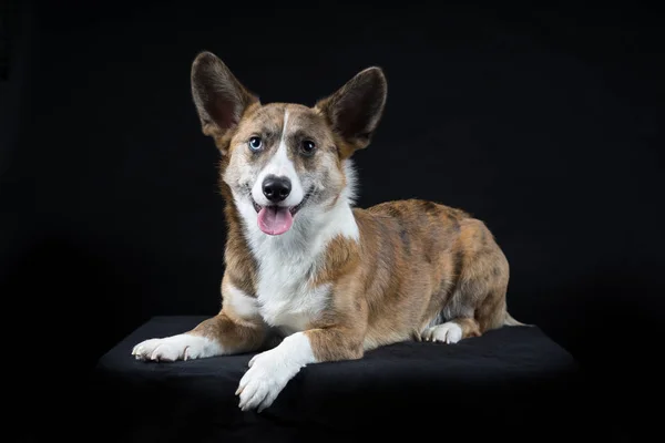 Männlicher Cardigan Corgi auf schwarzem Hintergrund — Stockfoto