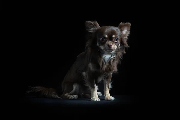 Männlicher langhaariger Chihuahua vor schwarzem Hintergrund — Stockfoto
