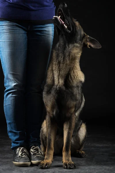 Ritratto di un giovane cane pastore tedesco multicolore — Foto Stock