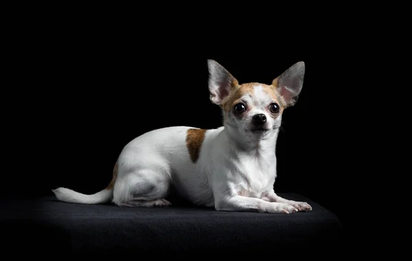 Brown and white chihuahua in black — Stock Photo, Image